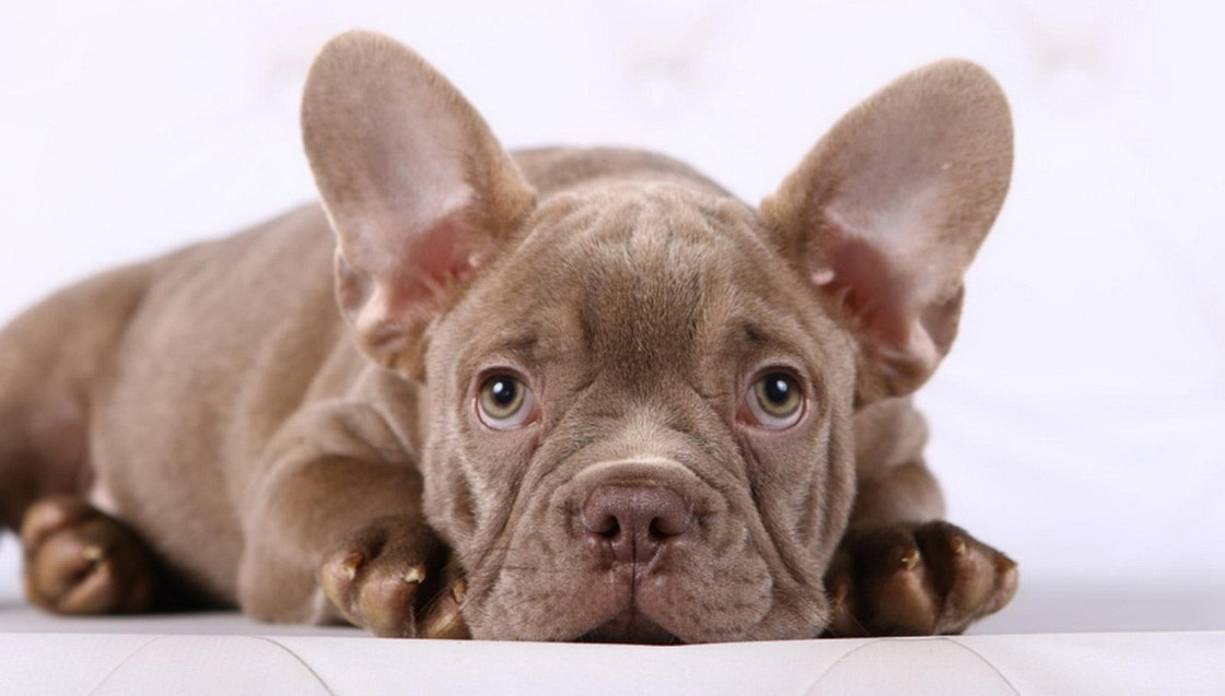 Home Of Frenchies Of Connecticut Dog Breeder